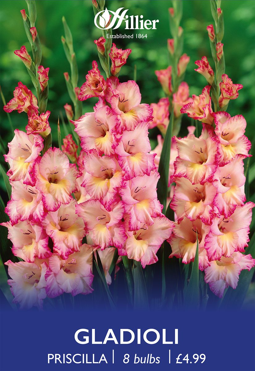 8718641997710 1 Gladiolus Priscilla.jpg
